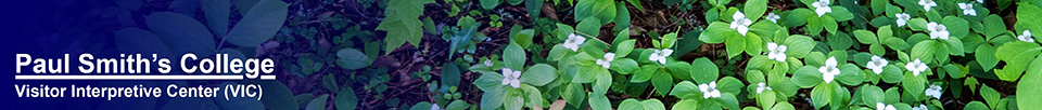 Adirondack Wildflowers: Bunchberry on the Black Pond Trail (10 June 2015)