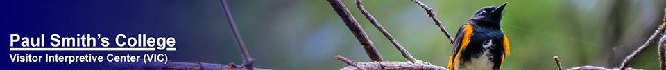 Birds of the Adirondacks: American Redstart on the Black Pond Trail (22 May 2015)