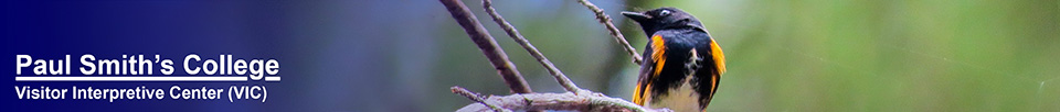 Birds of the Adirondacks:  American Redstart on the Black Pond Trail (22 May 2015)