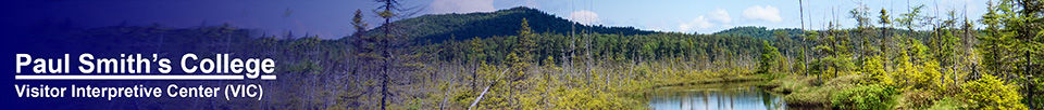 Adirondack Wetlands: Barnum Bog from the Boreal Life Trail boardwalk at the Paul Smiths VIC (13 June 2015)