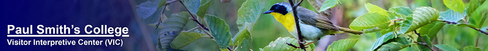 Birds of the Adirondack Mountains: Common Yellowthroat on Heron Marsh (11 June 2015)