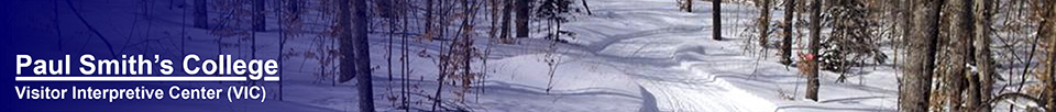 Cross Country Skiing at the VIC: Logger's Loop Trail (March 2014). Photo by Sandra Hildreth.  Used by permission.