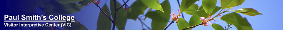 Trees of the Adirondack Park: Black Cherry on the Jenkins Mountain Trail (17 May 2015)