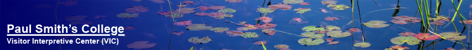 Adirondack Wildflowers:  Lily Pads on Heron Marsh at the Paul Smiths VIC (30 May 2012)