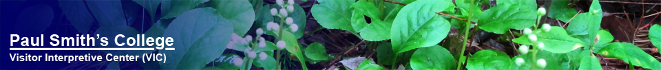 Paul Smith's College Visitor Interpretive Center -- Shinleaf in bloom in early July