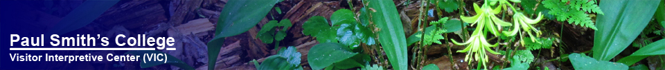 Adirondack Wildflowers:  Clintonia (Bluebead Lily) at the Paul Smiths VIC