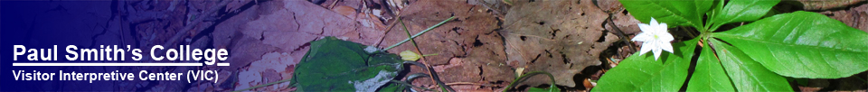 Adirondack Wildflowers:  Starflower in bloom at the Paul Smiths VIC