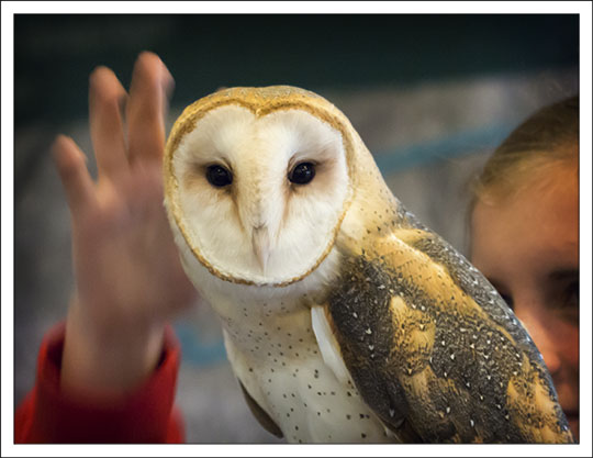 Barn Owl at the Paul Smiths VIC (25 May 2013)