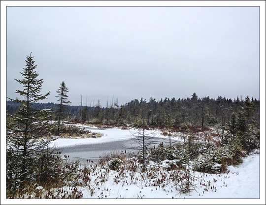 Barnum Bog from the Boreal Life Trail