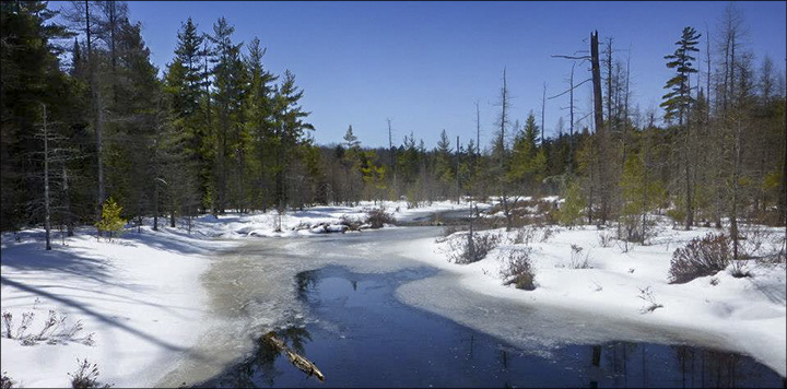 Signs of Spring at the VIC: Melting Ice on Barnum Brook (30 March 2013). Photo by Tom Boothe. Used by permission.