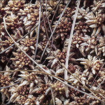 Spaghnum Moss on Barnum Bog (2 August 2013)