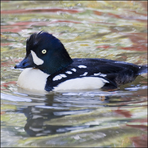 Birds of the Adirondacks: Barrow's Goldeneye. Photo by Larry Master.  Used by permission