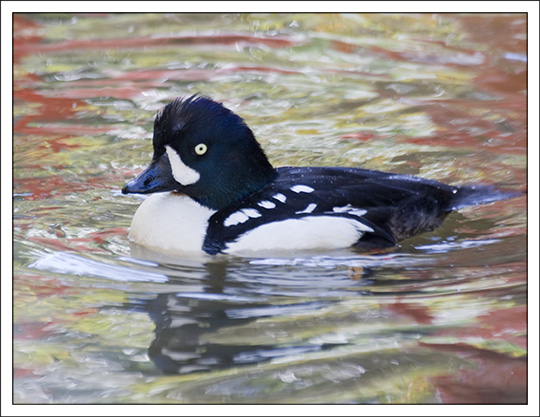 Birds of the Adirondacks: Barrow's Goldeneye on Lake Champlain (4 February 2009).  Photo by Larry Master.  Used by permission