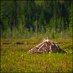 Beaver Lodge on Heron Marsh (16 May 2012)