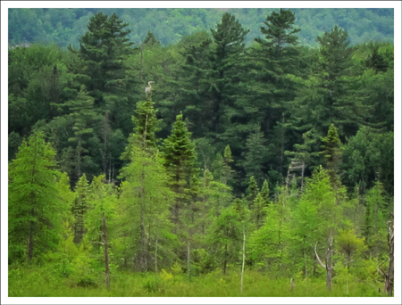 Paul Smiths VIC -- Adirondack Birding | Great Blue Heron on Heron Marsh (1 July 2011)