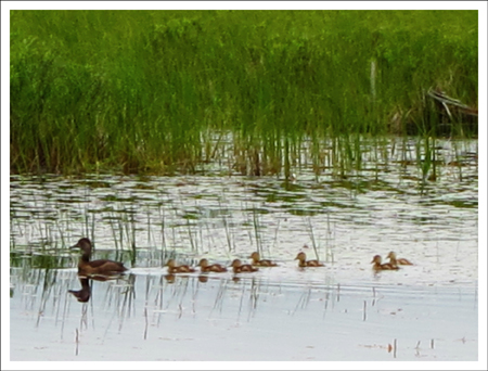 Paul Smiths VIC -- Adirondack Birding | Ring-necked Duck family on Heron Marsh (1 July 2011)