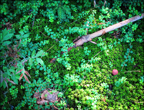 Adirondack Wildflowers:  Creeping Snowberry near the Barnum Pond Overlook (15 July 2011)