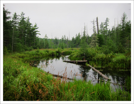 Barnum Bog from the Canoe Launch at the Paul Smith's VIC