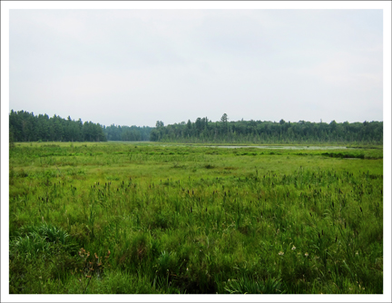 Heron Marsh from the overlook on the Barnum Brook Trail at the Paul Smith's VIC