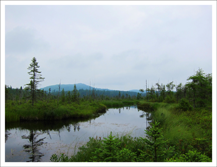 Rainy day on the boardwalk of the Boreal Life Trail -- Paul Smith's College VIC