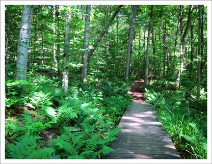 Ferns along the boardwalk at the Paul Smith's VIC