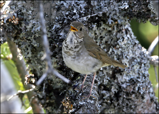 Boreal Birds of the Adirondacks: Bicknell's Thrush. Whiteface Mountain Toll Road. Photo by Larry Master. www.masterimages.org