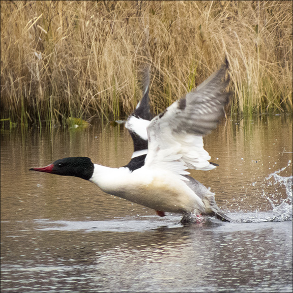 Adirondack Birding: Common Merganser on Heron Marsh (3 May 2016)