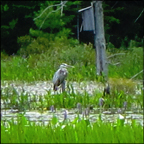 Birds of the Adirondacks:  Great Blue Heron on Heron Marsh at the Paul Smiths VIC (19 July 2012)