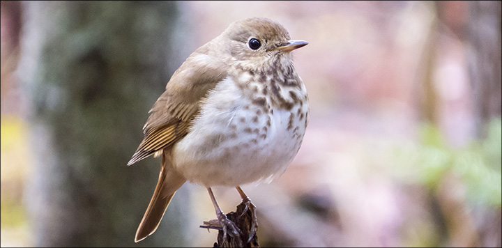 Adirondack Birding: Hermit Thrush on the Barnum Brook Trail (3 May 2016)