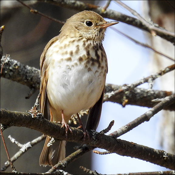 Adirondack Birding: Hermit Thrush at the VIC (25 April 2016)