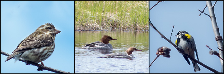 Birds of the Adirondacks: Purple Finch near the VIC building, Common Merganser on Heron Marsh, Yellow-rumped Warbler near Monarch Meadow