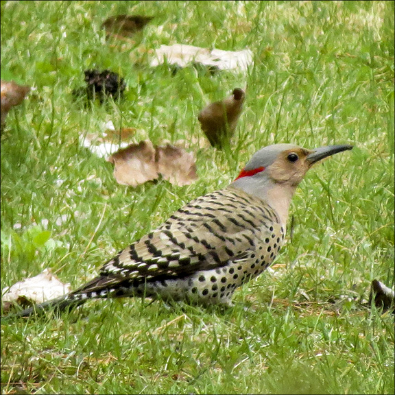 Adirondack Birding: Northern Flicker on Monarch Meadow (3 May 2016 Adirondack Birding: Northern Flicker on Monarch Meadow (3 May 2016)