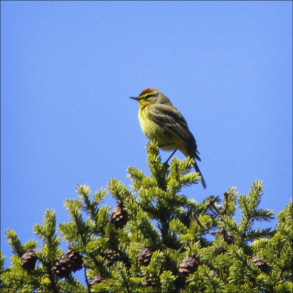 Adirondack Birding: Palm Warbler on Barnum Bog (30 April 2016)