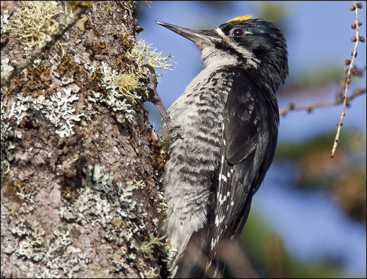 Boreal Birds of the Adirondacks:  Black-backed Woodpecker near Bloomindale Bog. Photo by Larry Master. www.masterimages.org  Used by permission.