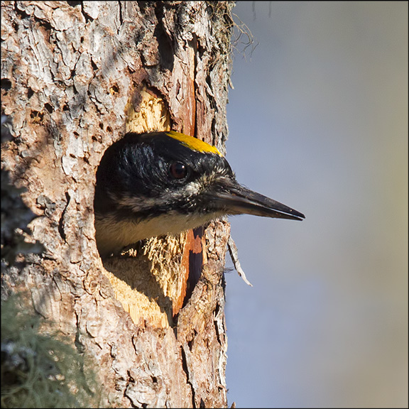 Boreal Birds of the Adirondacks: Black-backed Woodpecker. Photo by Larry Master. www.masterimages.org. Used by permission. 