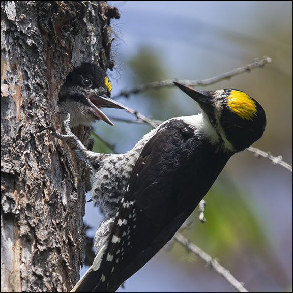 Boreal Birds of the Adirondacks: 
Black-backed Woodpecker. Photo by Larry Master. www.masterimages.org. Used by permission