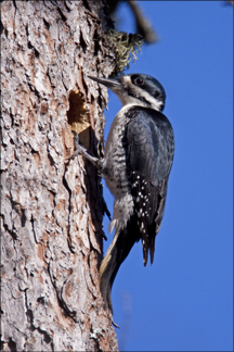 Boreal Birds of the Adirondacks: Black-Backed Woodpecker. Photo by Larry Master. www.masterimages.org