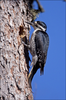 Boreal Birds of the Adirdonacks: Black-Backed Woodpecker. Photo by Larry Master. www.masterimages.org