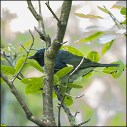 Birds of the Adirondacks: Black-throated Blue Warbler on the Heron Marsh Trail at the Paul Smiths VIC (10 August 2013)