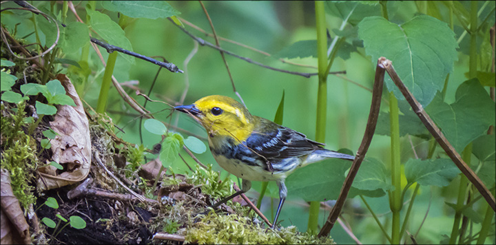 Adirondack Birding: Black-throated Green Warbler on the Logger's Loop Trail at the Paul Smiths VIC (30 May 2015)