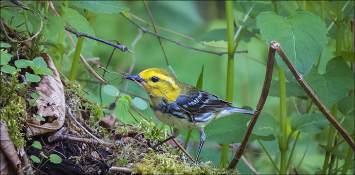 Adirondack Birding: Black-throated Green Warbler on the Logger's Loop Trail at the Paul Smiths VIC (30 May 2015) Adirondack Birding: Black-throated Green Warbler on the Logger's Loop Trail at the Paul Smiths VIC (30 May 2015)