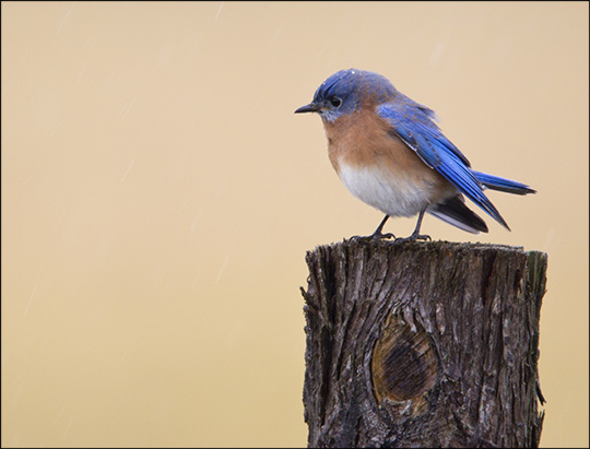Eastern Bluebird near River Road, Lake Placid. Photo by Larry Master. www.masterimages.org Used by permission. SEastern Bluebird near River Road, Lake Placid. Photo by Larry Master. www.masterimages.org Used by permission.