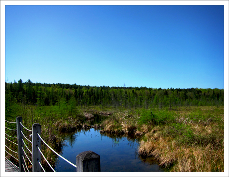 Boardwalk over the fen on the Heron Marsh Trail (19 May 2012)