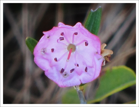 Paul Smiths VIC -- Adirondack Wildflowers | Bog Laurel on Heron Marsh (19 May 2012)