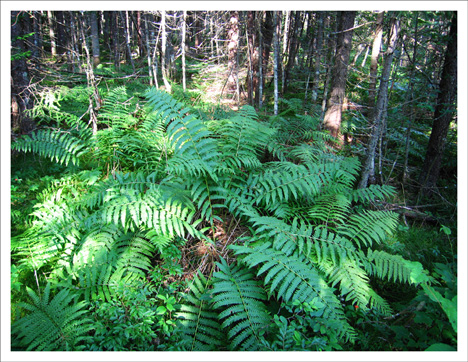 Paul Smiths Visitor Center-- Ferns and Bunchberry along the Boreal Life Trail -- 28 July 2010 Paul Smiths Visitor Center-- Ferns and Bunchberry along the Boreal Life Trail -- 28 July 2010