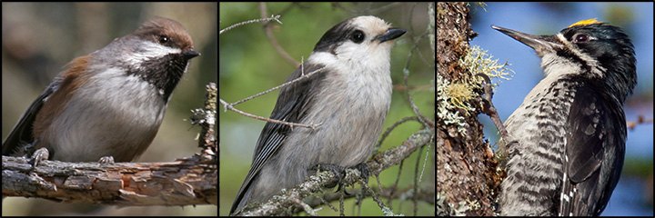 Boreal Birds of the Adirondacks.  Photos by Larry Master. www.masterimages.org