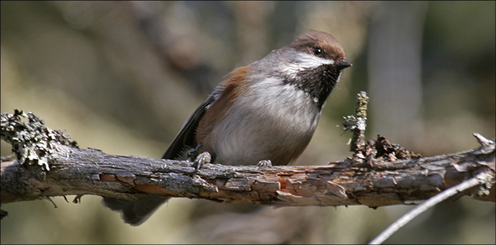 Birds of the Adirondacks: Boreal Chickadee. Photo by Larry Master.