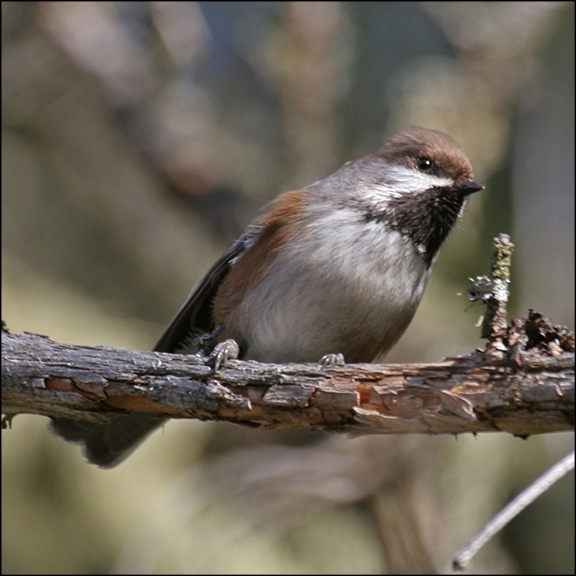 Boreal Birds of the Adirondacks:
Boreal Chickadee. Photo by Larry Master. www.masterimages.org. Used by permission. Boreal Birds of the Adirondacks:
Boreal Chickadee. Photo by Larry Master. www.masterimages.org. Used by permission.