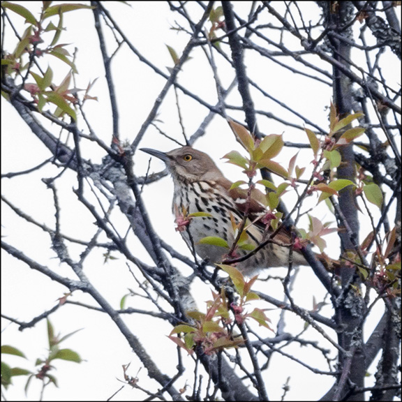 Birds of the Adirondacks: Brown Thrasher at the John Brown homestead in Lake Placid (19 May 2014)