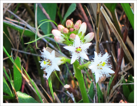 Paul Smiths VIC -- Adirondack Wildflowers | Buckbean  in Bloom -- 26 May 2012